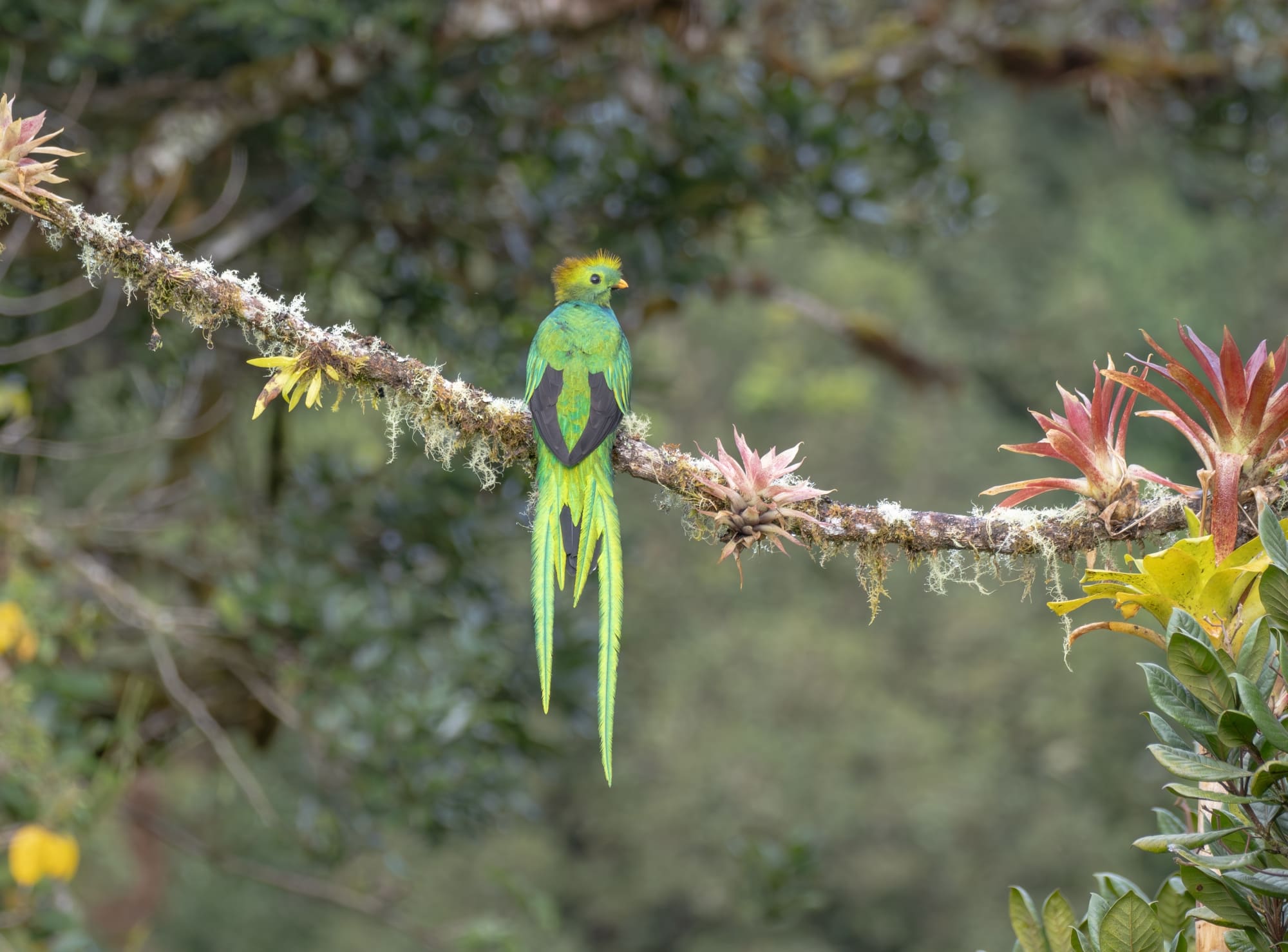 Photo from 15-Day Complete Costa Rica Birding Journey safari tour
